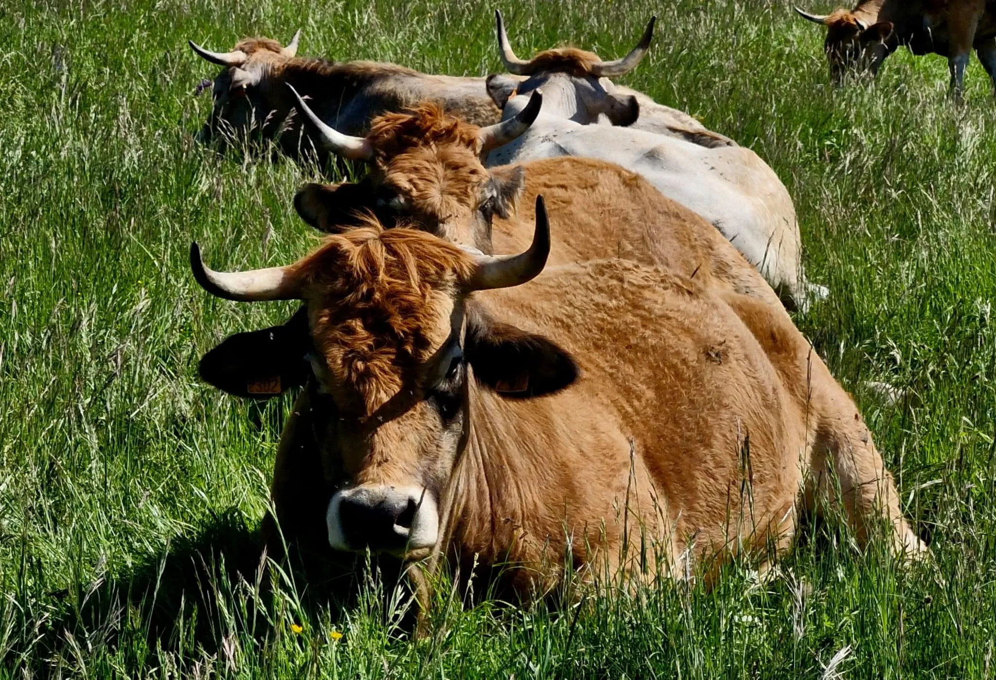 Vaches dans un pré